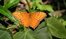 Dorsal view of male, Cairns, Queensland