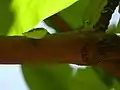 Close-up of head of Oxybelis fulgidus (Culebra Chocoya in Nicaragua) in El Crucero, Managua, Nicaragua.