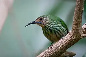 Female at Diergaarde Blijdorp, Netherlands