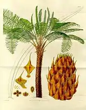 Image 14Form, leaves and reproductive structures of queen sago (Cycas circinalis) (from Tree)