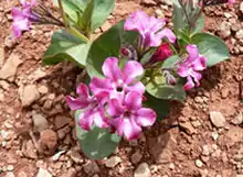 Cycladenia humilis var. jonesii