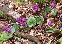 A plain-leaved form in Jesenice, Slovenia