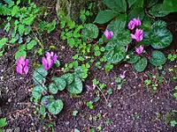 Two plants in a garden in Karlsruhe, Germany