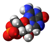 Space-filling model of the cyclic guanosine monophosphate anion