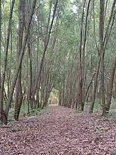 Cycling Trail at Turahalli Forest