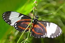 Heliconius cydnocydno longwing, underside