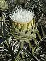 A Cynara cardunculus plant at anthesis bearing white flowers