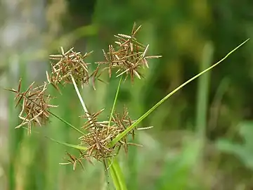 Cyperus rotundus