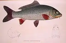 Cyprinus haematopterus