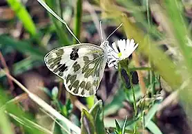 P. d. moorei, India