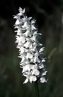 D. f. subsp. okellyi