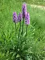 Spotted orchid