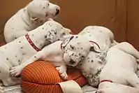 Dalmatian puppies, three weeks old, spots beginning to develop