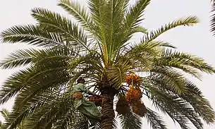 Dates of Panjgoor are very famous