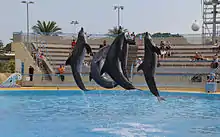 Dolphin show