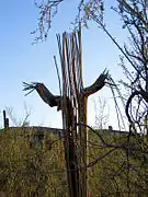 The bare wooden ribs of a dead saguaro