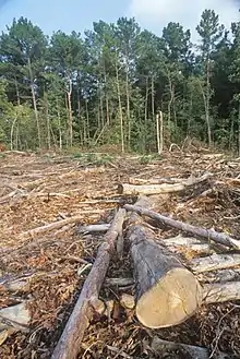 Tree felling in Nigeria