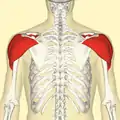 Deltoid muscle. Posterior view.