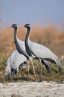 Grey crane with black neck and red eyes