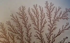 Trees: dendritic copper crystals (in microscope)