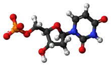 Ball-and-stick model of the dUMP molecule as an anion