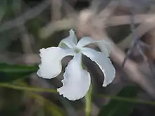 Echites umbellatus