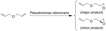 The enantioselective synthesis of allyl glycidyl ether by microbial epoxidation of diallyl ether