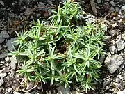 Foliage, on scree