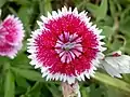 Hybrid Dianthus chinensis × barbatus