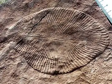 Dickinsonia costata from the Ediacaran biota (c. 635–542 mya) is one of the earliest animal species known.