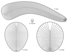 Diagram of various Dickinsonia species (cont)