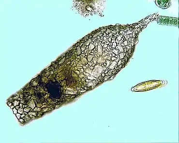 Shell of the testate amoeba Cylindrifflugia acuminata