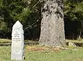 Bole of 'Canadian Giant' beside 1917 date-stone, Avenue of Honour, Digby, Victoria