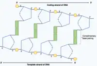 Shows the two polynucleotide strands within the DNA molecule joined by hydrogen bonds between complementary base pairs. One strand runs in the 5' to 3' direction and the complementary strands runs in the opposite direction 3' to 5' as it is antiparallel.