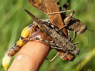 A female guarded by 2 males after ovipositing