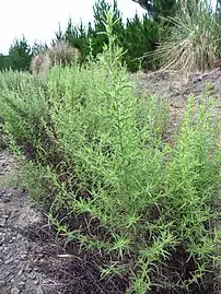 Plant in New Zealand