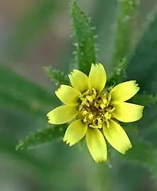 Flower (overhead)