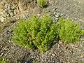 Dittrichia viscosa growing in Giardino beach in Elba Island