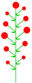 Determinate inflorescence with divergent maturation