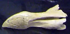 Fragmentary leg and skull bones of a dodo