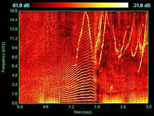 Spectrogram of dolphin vocalizations