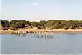 Stone pines in Doñana National Park, Spain