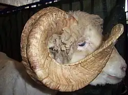 head of a sheep with curved horn and pink nose