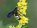 S. bicincta female in North Carolina.