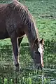 Image 30A horse drinking near  Downpatrick