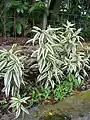 Variegated-leaved plants