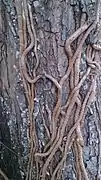 Aerial roots