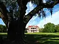 Drayton Hall plantation house viewed from behind one of several live oaks.