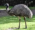 Emu