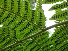 Dryopteris goldieana, Goldie's fern